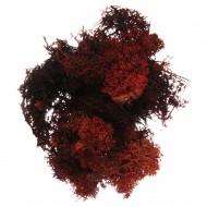 Brown lichen 100gr