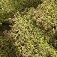 Natural moss carpet 350Gr