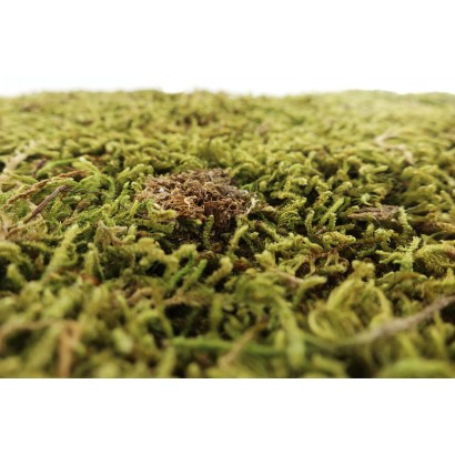Natural moss carpet 90Gr