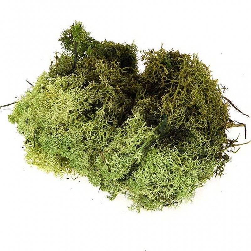 Green lichen 100 Gr