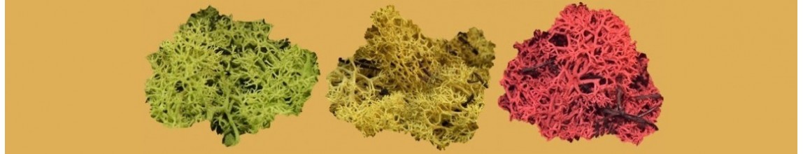 Vendita Lichene naturale per Presepe diversi colori - PresepeePresepi